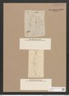 Brebissonia boeckii (Kütz.) Grun. (de-Toni-Nr.: Genus 24, Species 1242) Zeichnungen Sammlung Grunow Nr. 2382 (NHMW-BOT-W0369521)